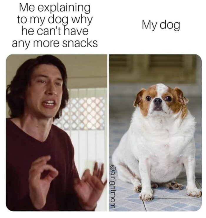 Dog meme