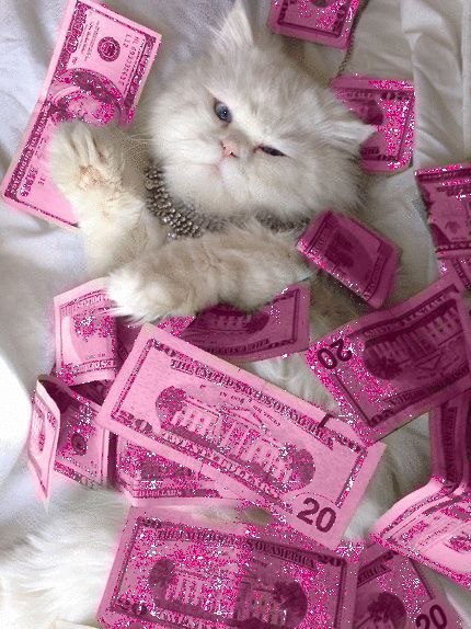 Money cat