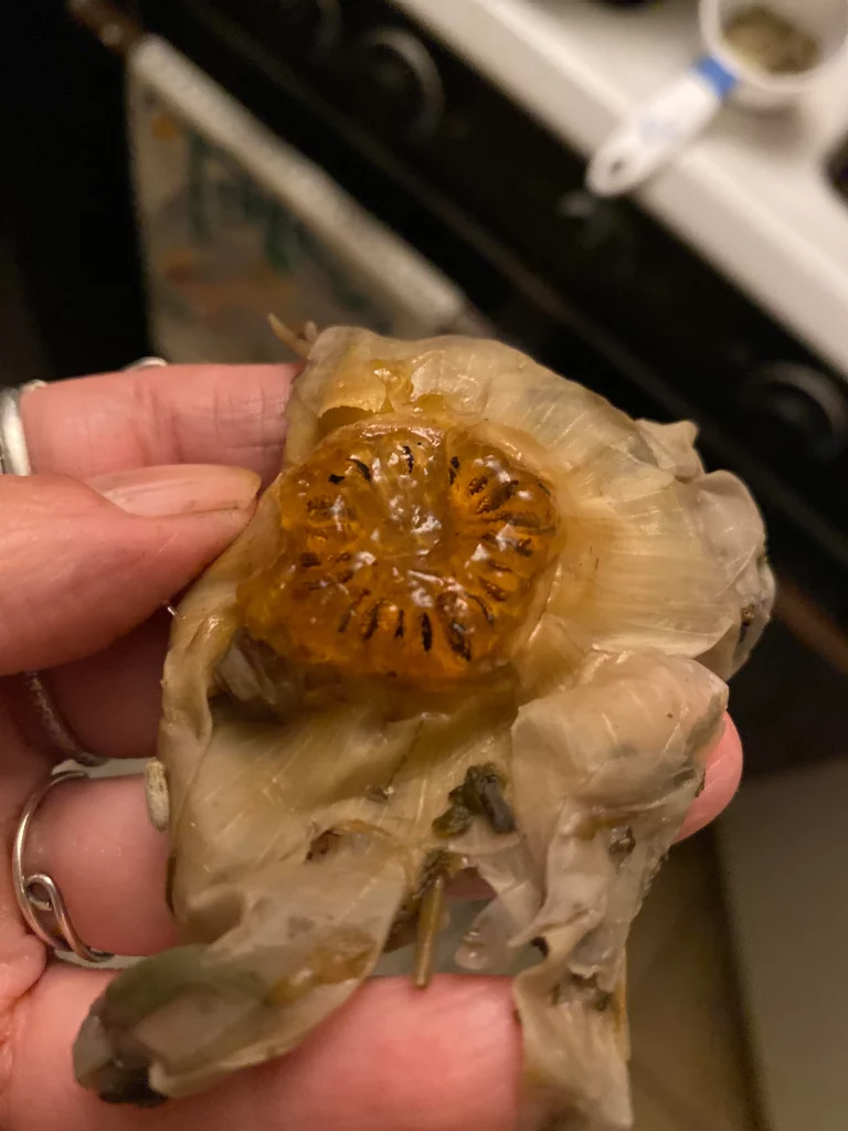 Sea moss