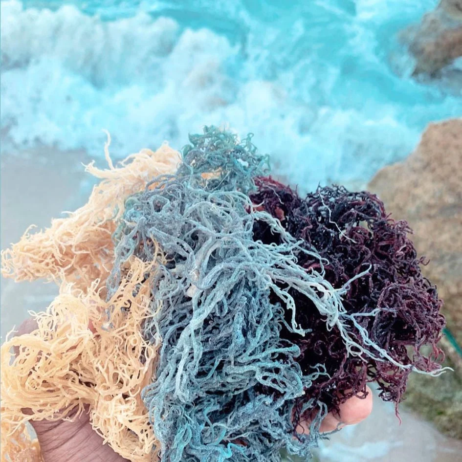 sea moss colours