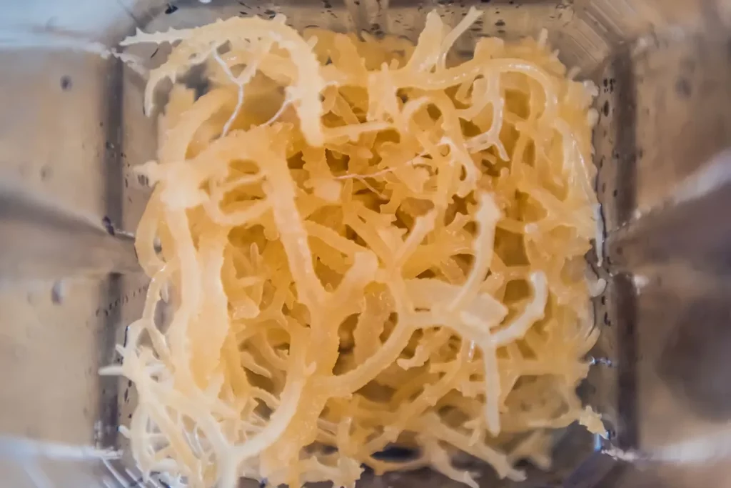 what is sea moss