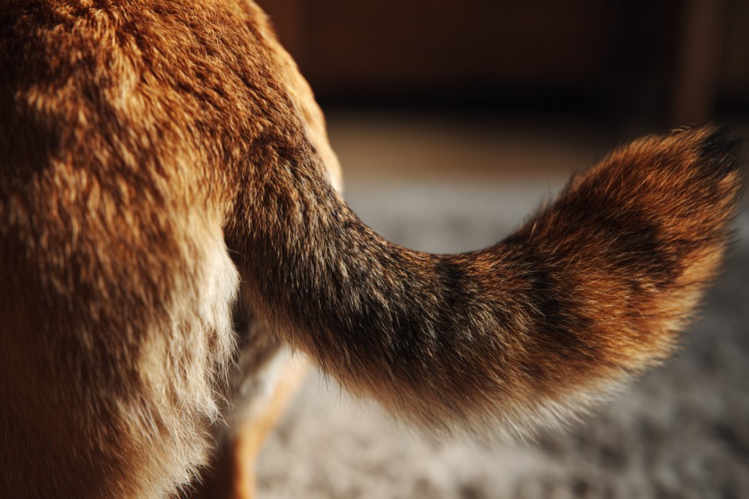 A dog's tail | Source: Midjourney