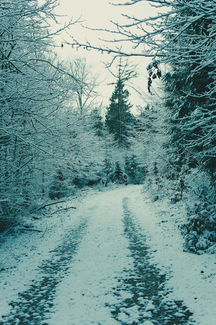 Snowy woods | Source: Unsplash