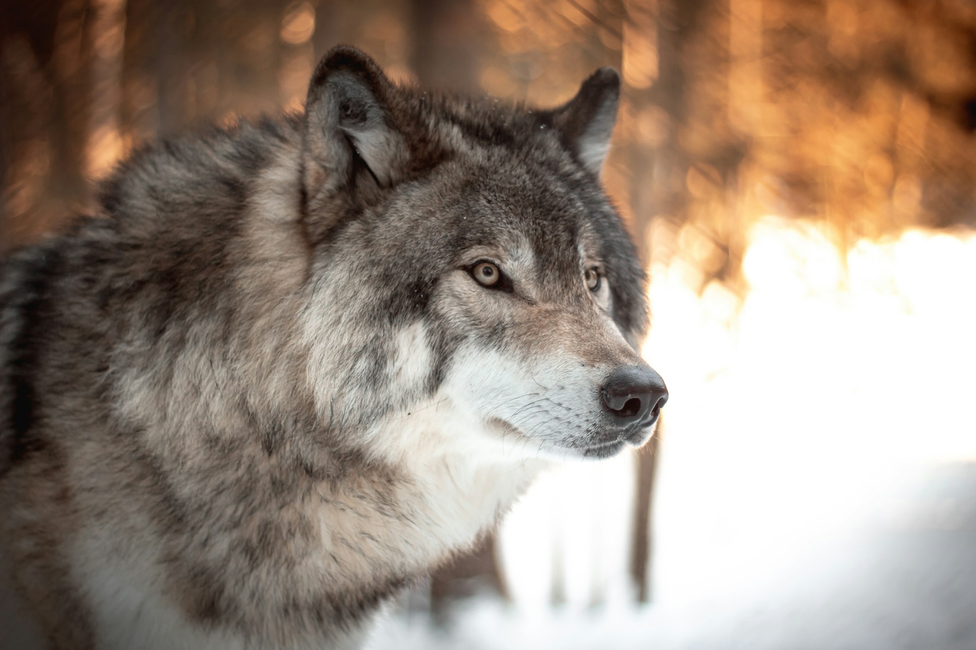 A wolf | Source: Unsplash
