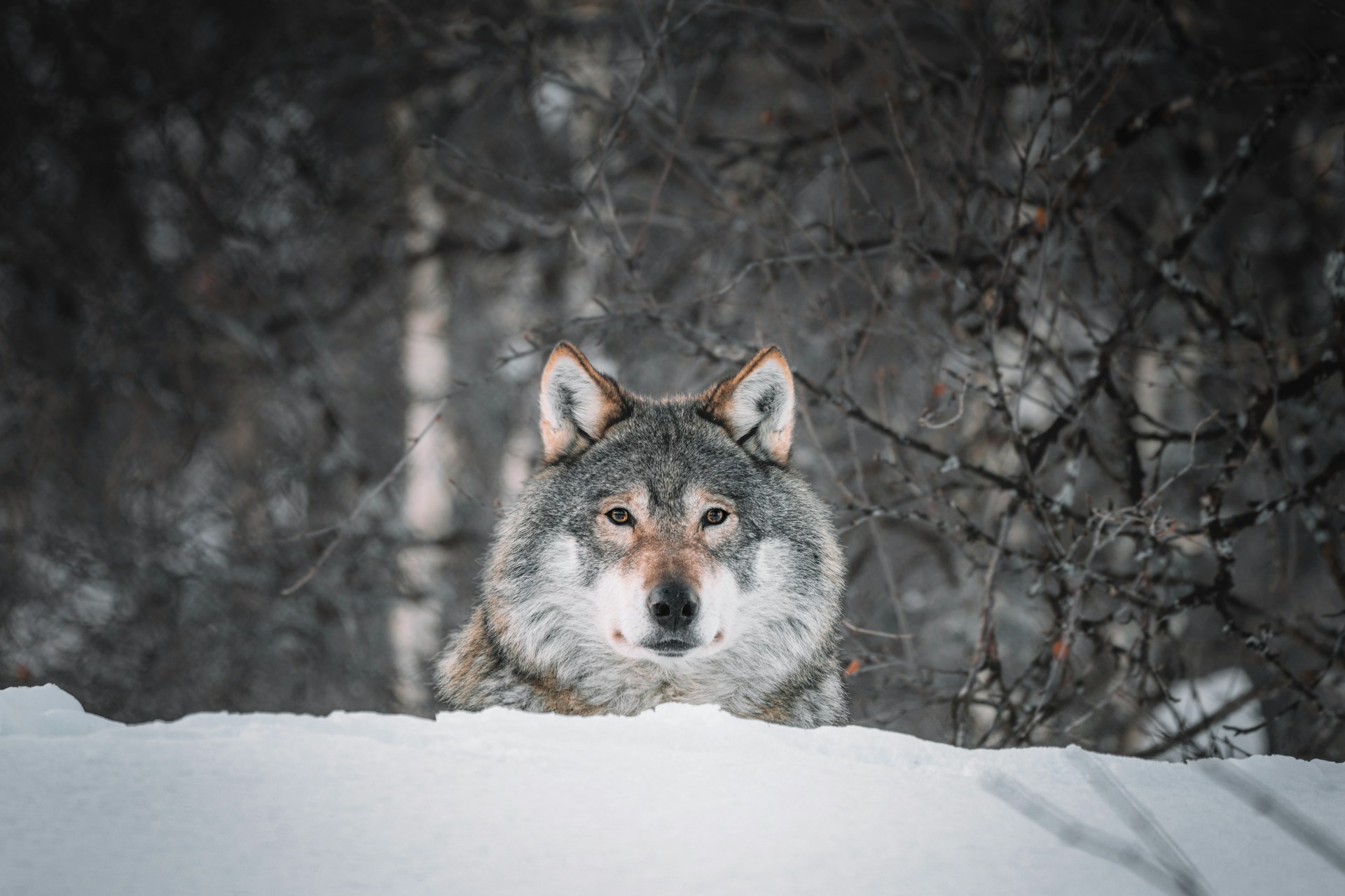 A wolf in a snowy landscape | Source: Unsplash