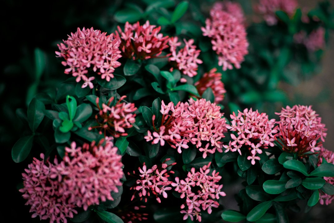Flowers in a garden | Source: Pexels