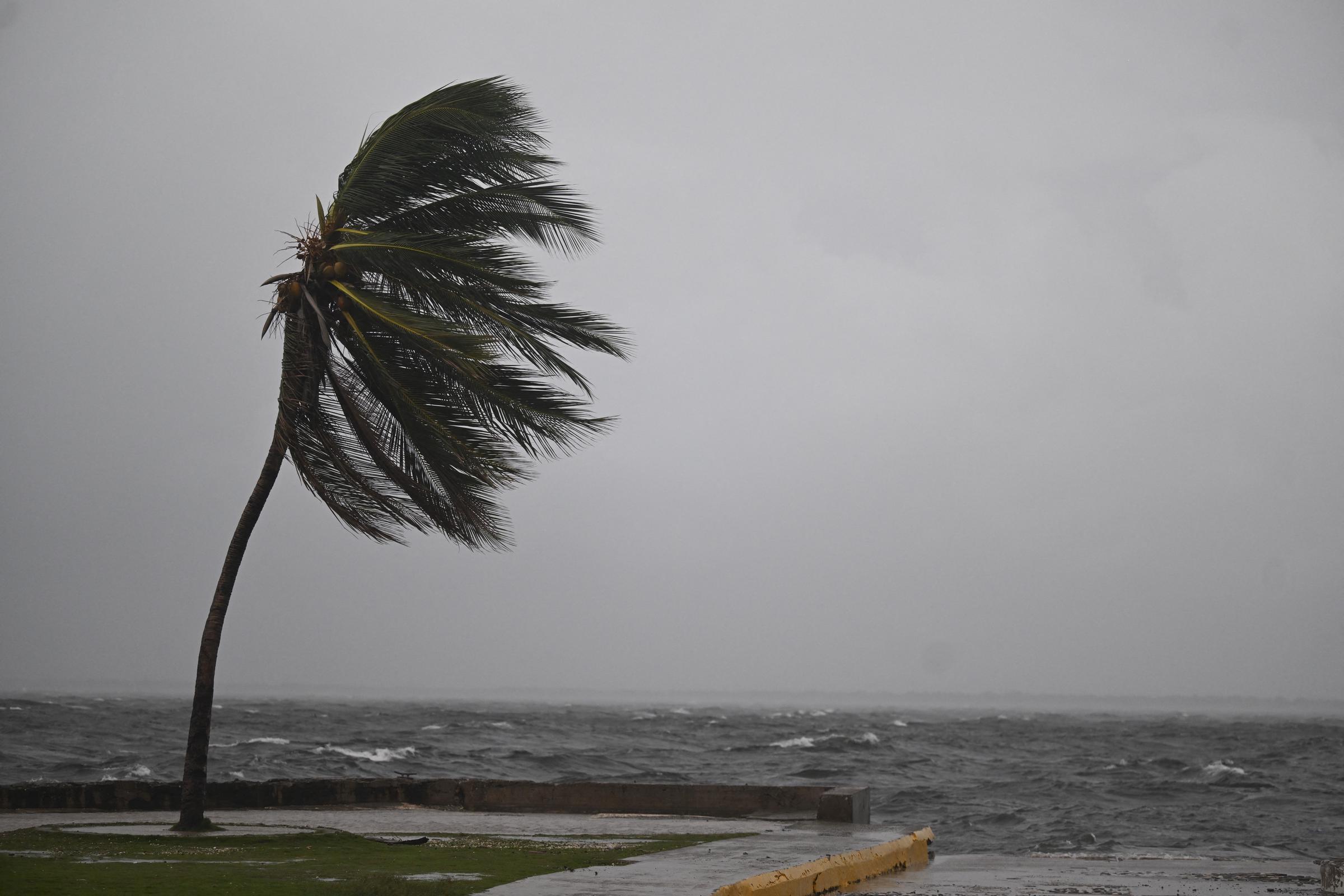 A coconut tree being blown by the storm from the effects of Hurricane Melissa | Source: Getty Images