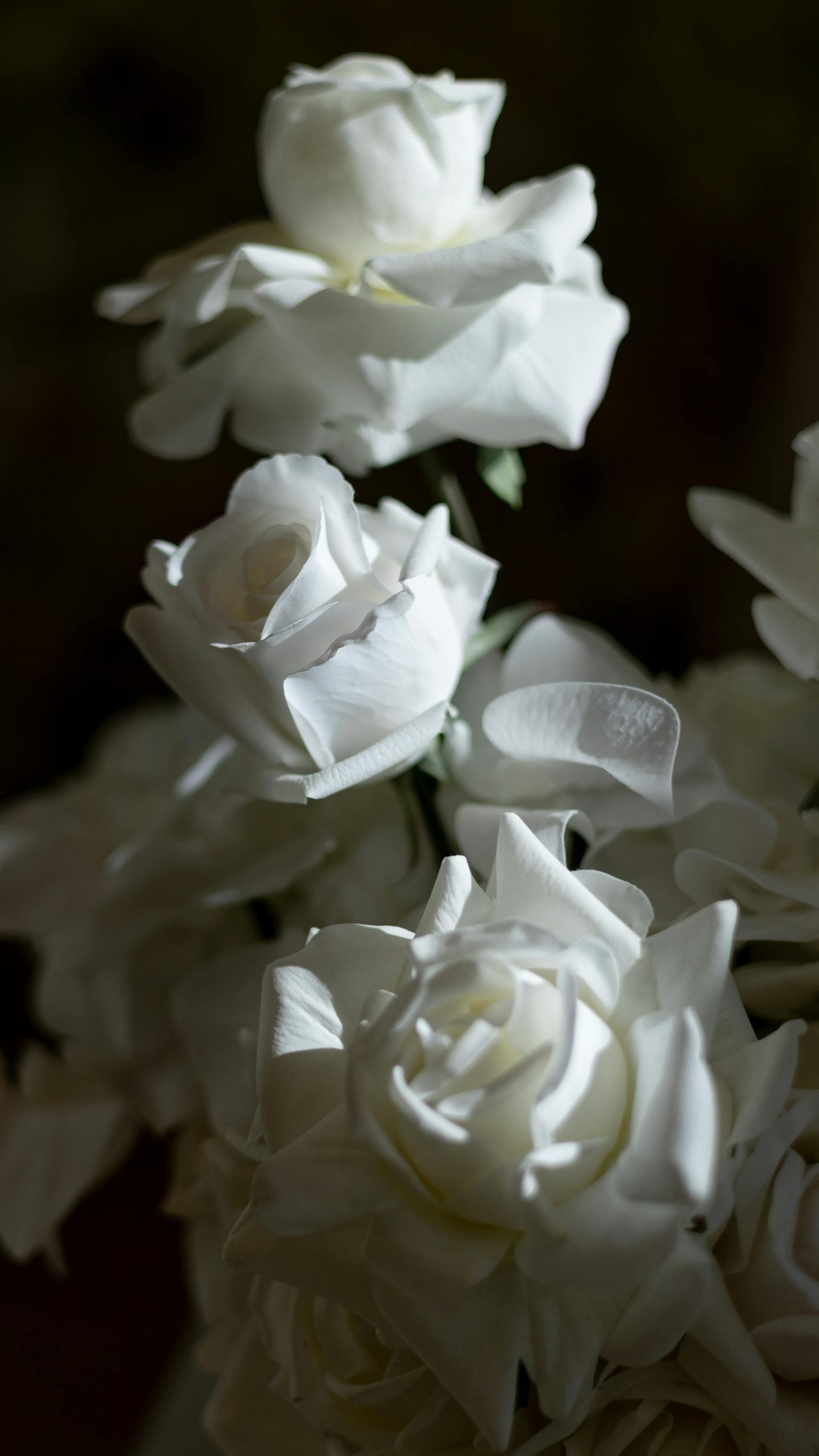 White roses | Source: Pexels