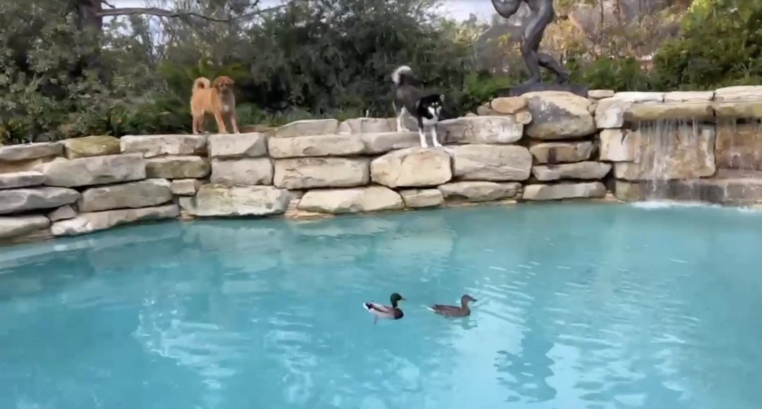 Dogs watch ducks swim in Arnold Schwarzenegger's pool in a photo from a clip dated March 18, 2023 | Source: Instagram/schwarzenegger
