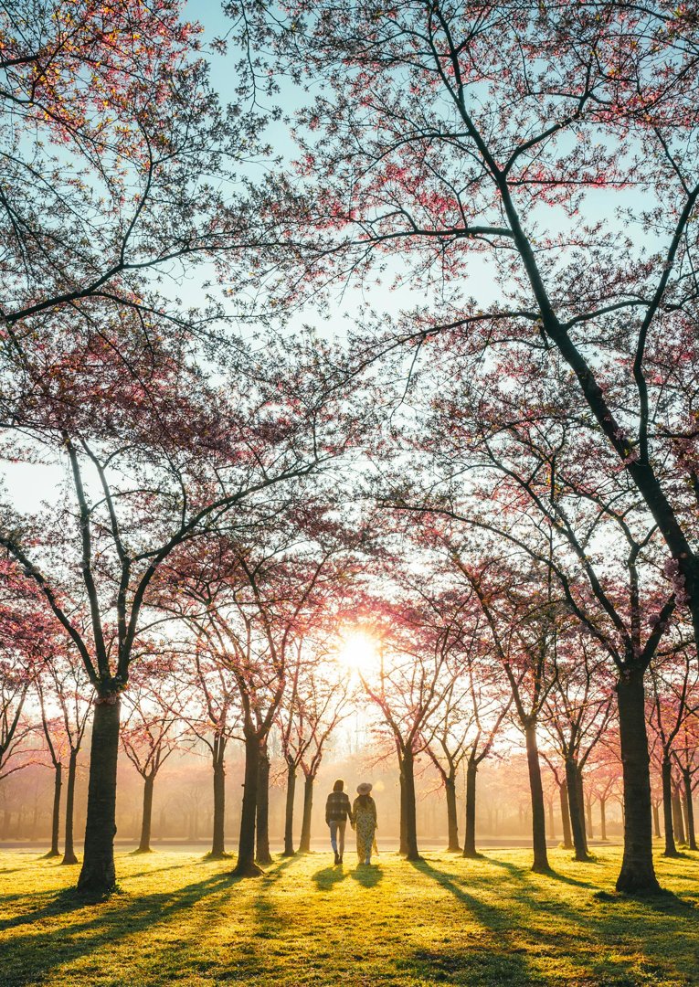 A distant shot of a couple walking in a park | Source: Pexels