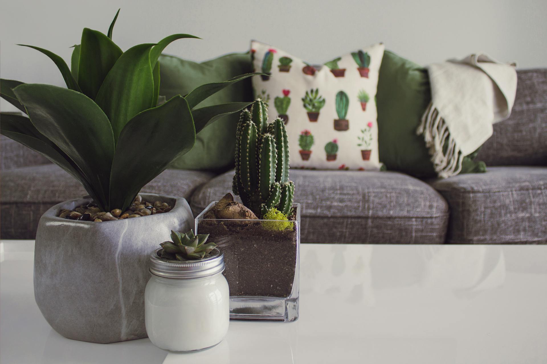 Plants on a table | Source: Pexels