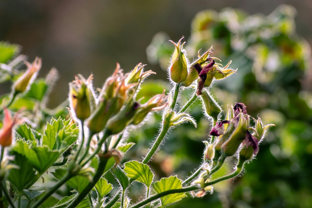 Rosebush buds | Source: Pexels