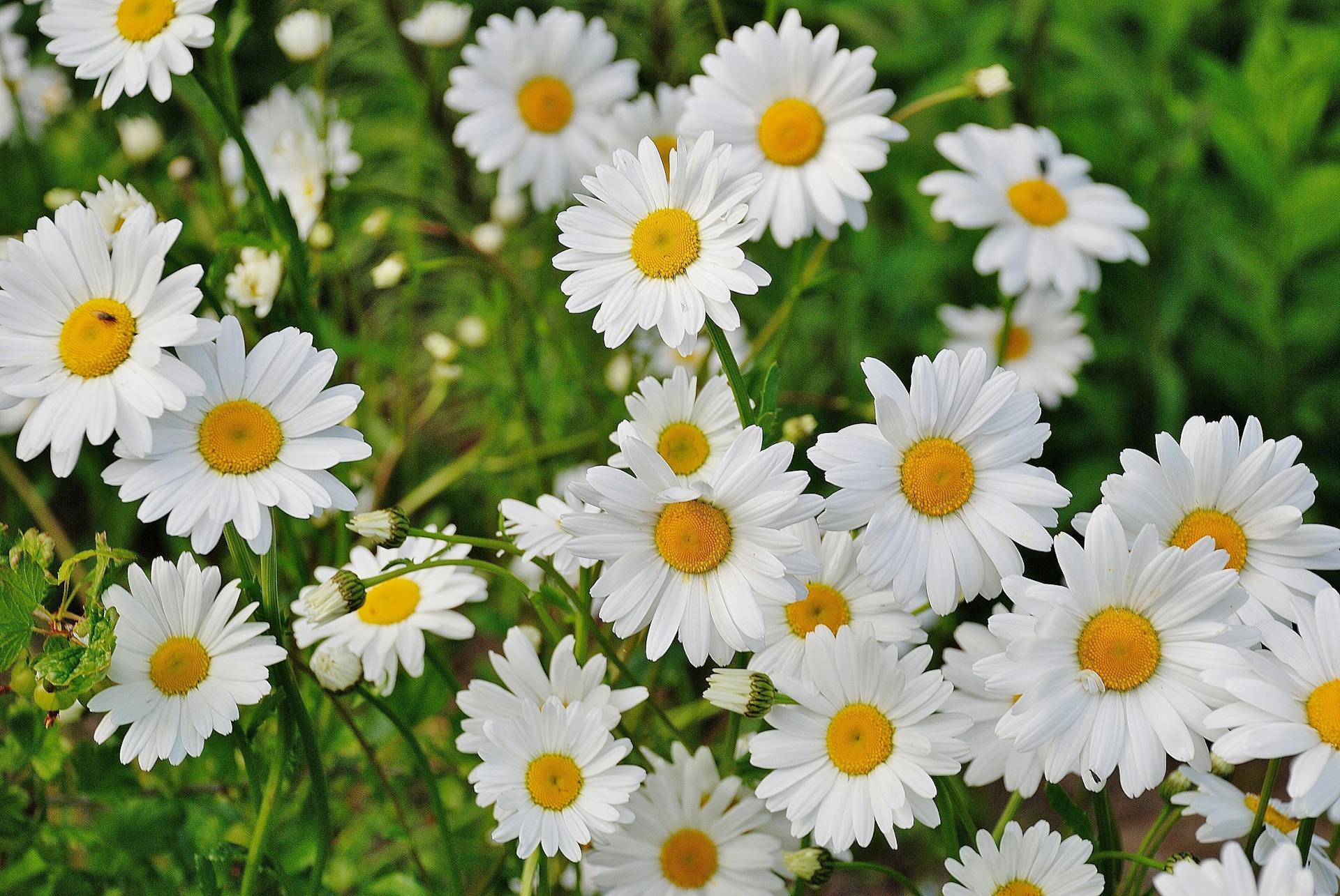 Flowers in a garden | Source: Pexels
