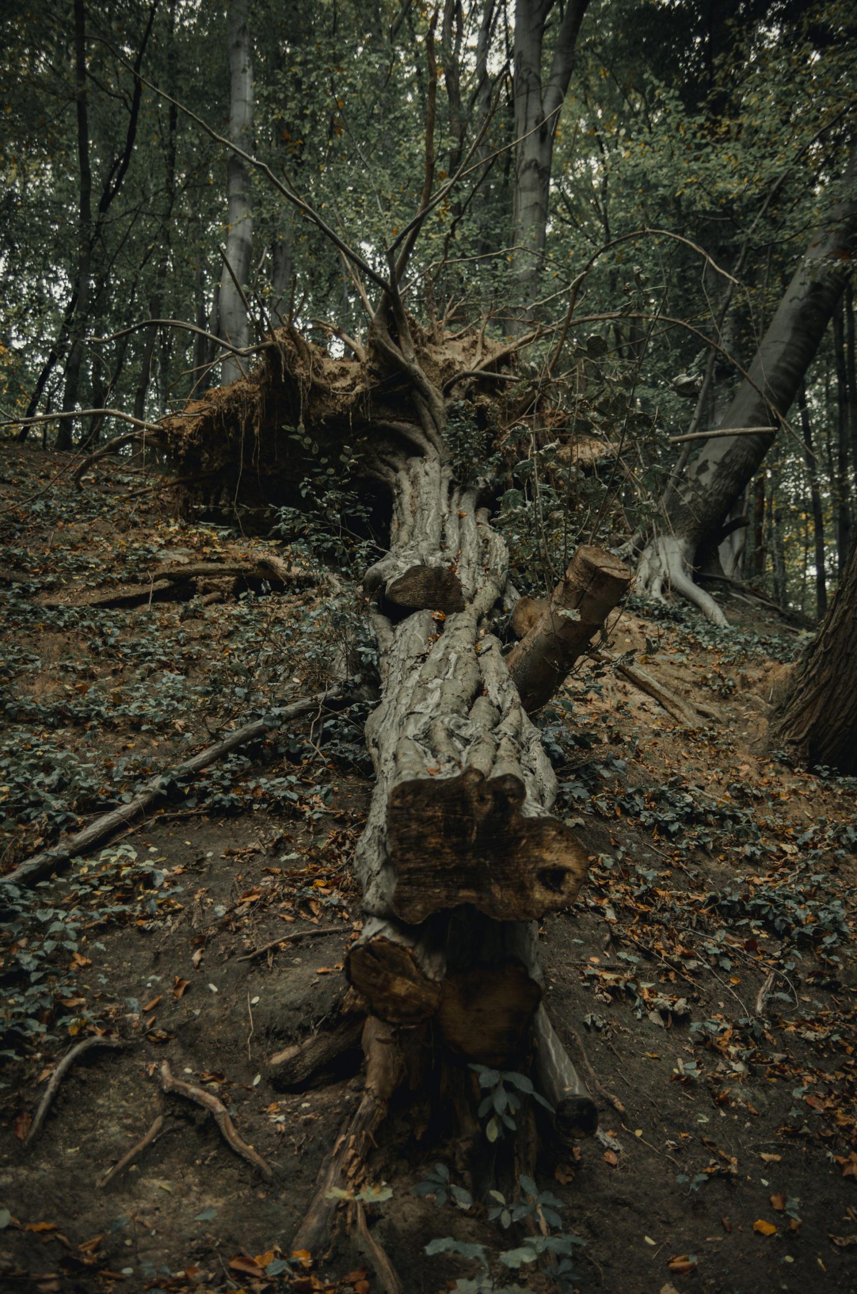 A broken tree | Source: Pexels