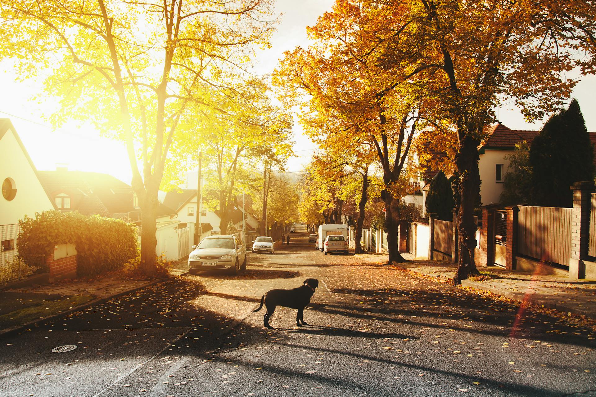 A dog standing in a street | Source: Pexels