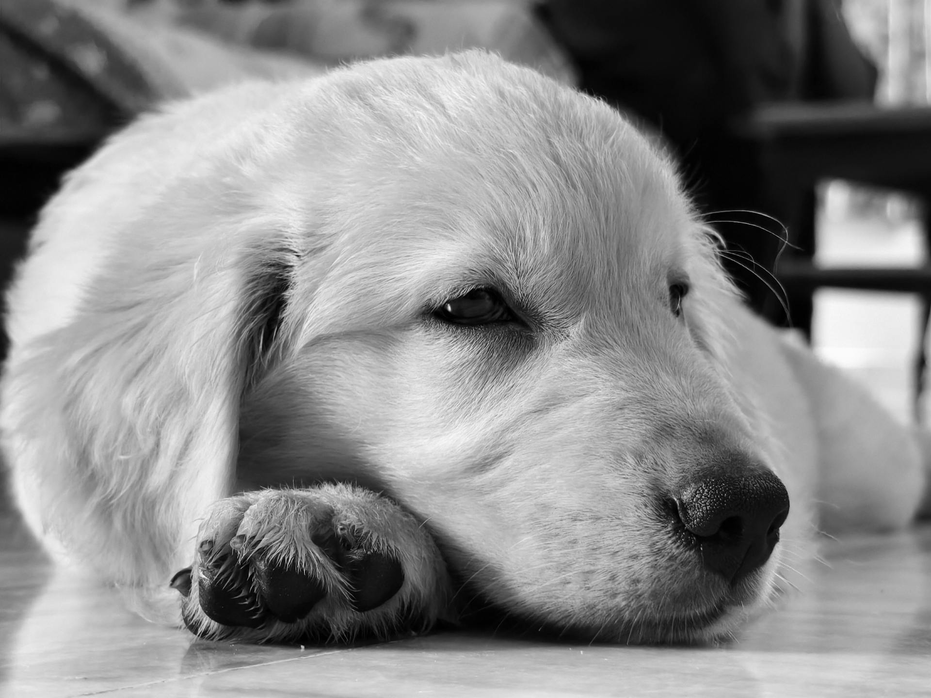 A grayscale photo of a sleepy dog | Source: Pexels