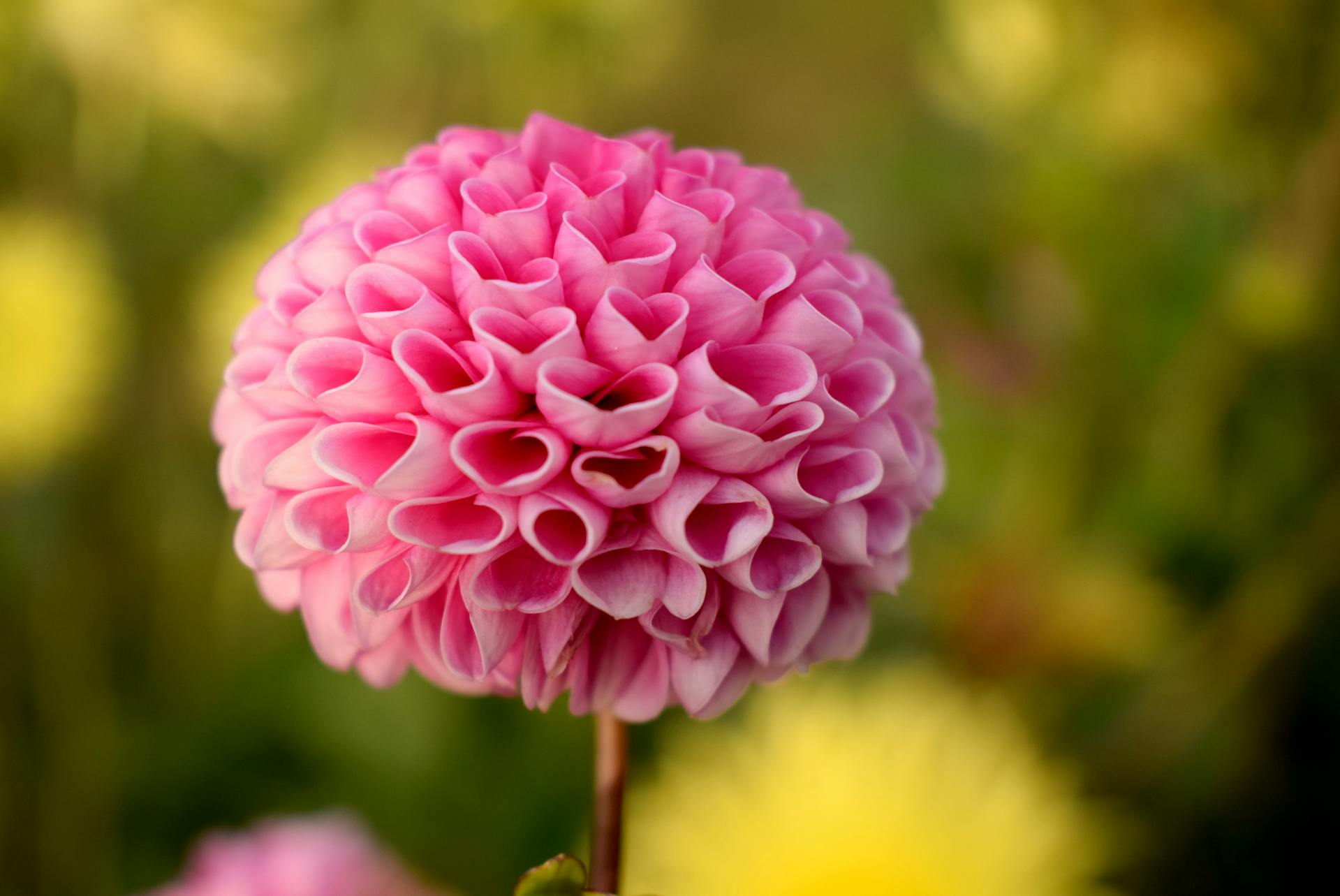 A close-up shot of a Dahlia flower | Source: Pexels