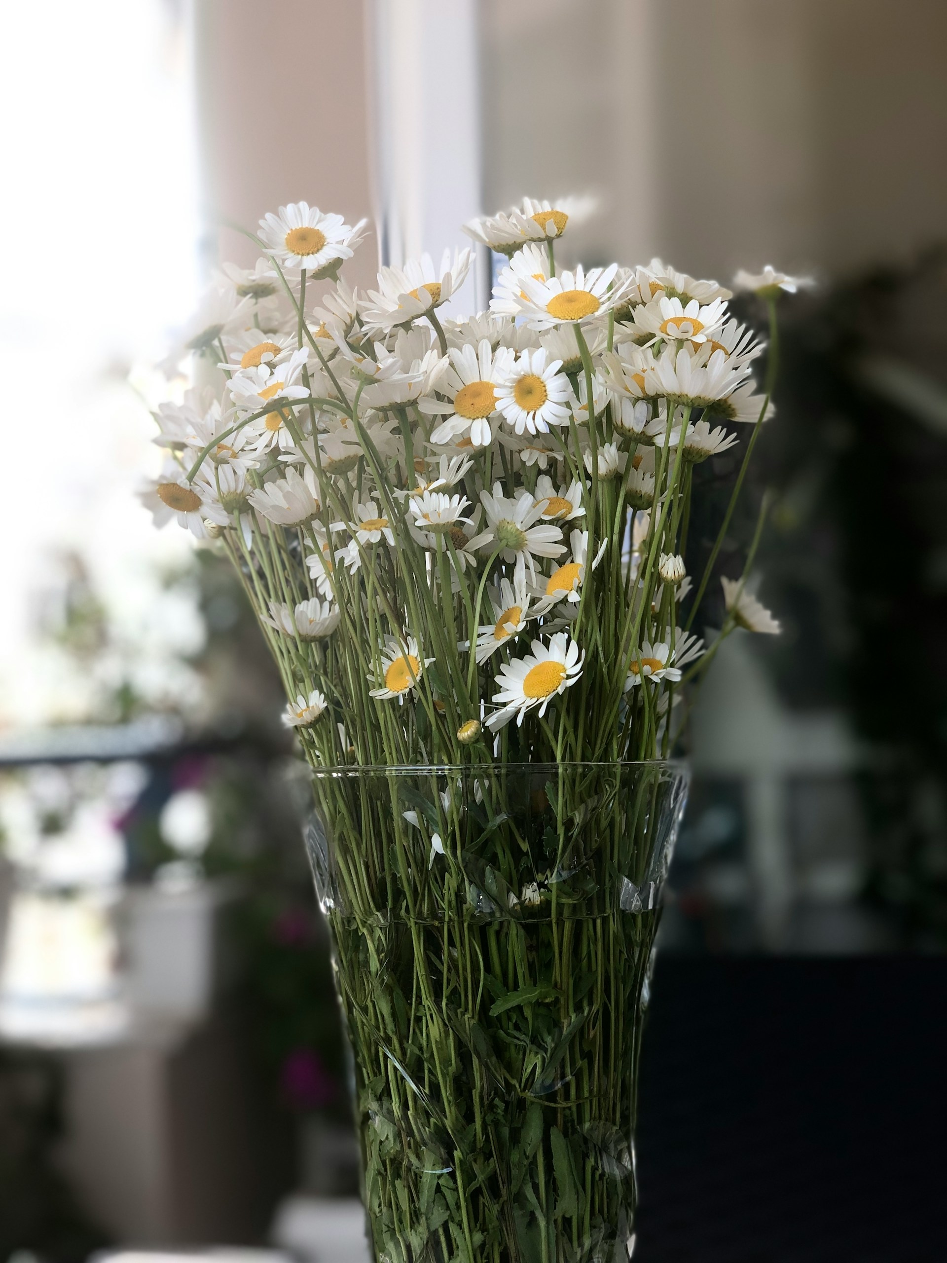 White daisies in a vase | Source: Unsplash