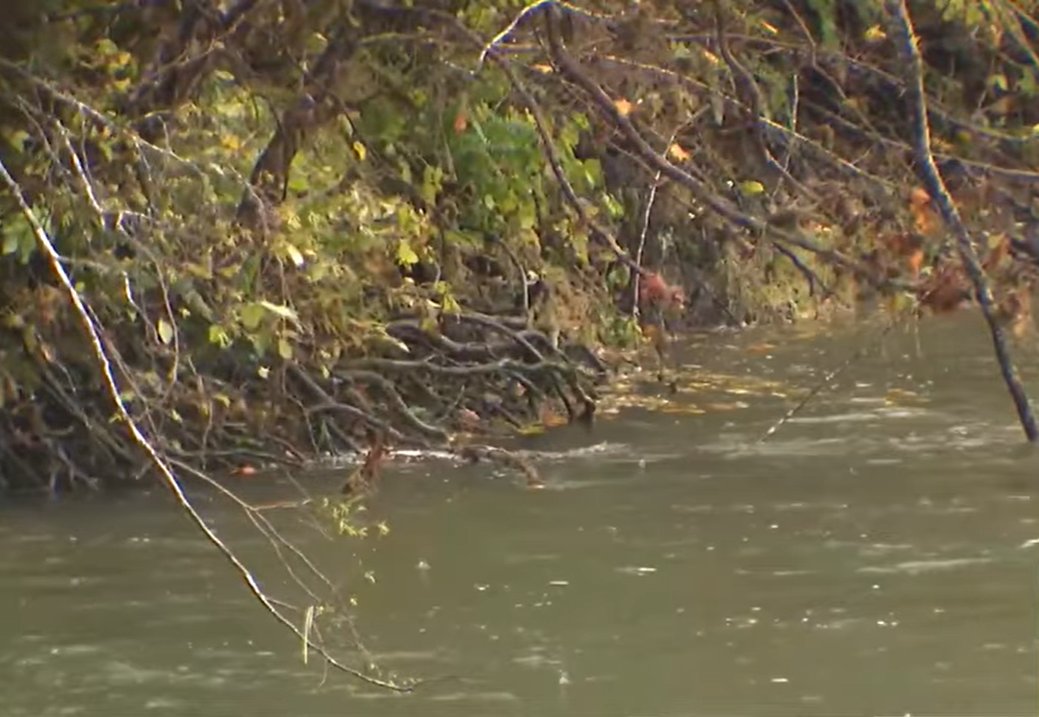 A view of the Bogachiel River as seen in a video dated November 6, 2025  | Source: YouTube/@komonews