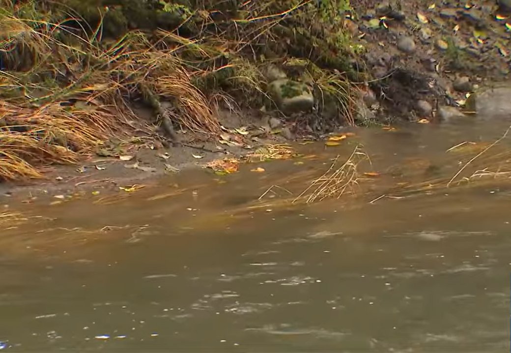 A view of the Bogachiel River as seen in a video dated November 6, 2025  | Source: YouTube/@komonews