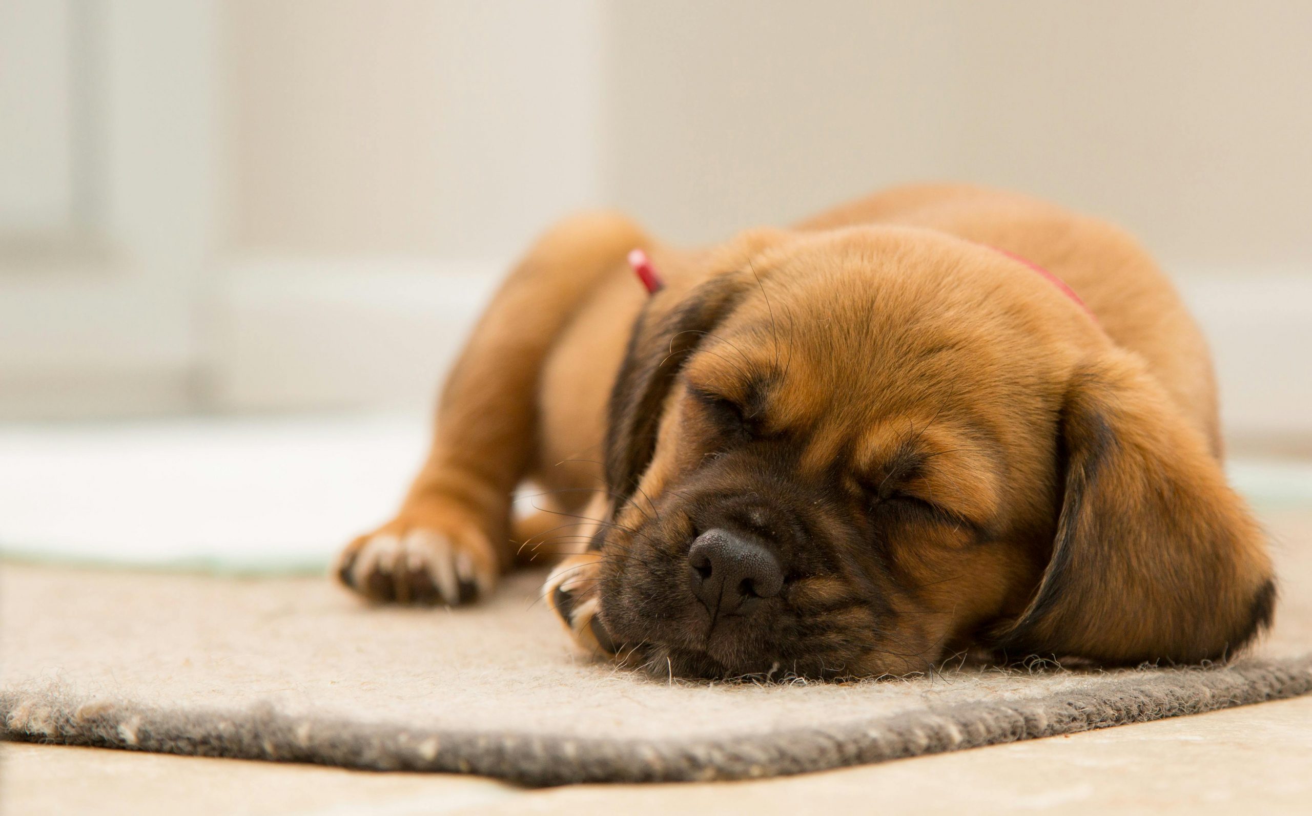 A sleeping puppy | Source: Pexels
