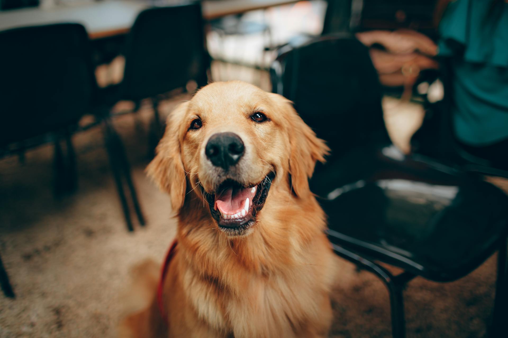 A dog sitting in a house | Source: Pexels