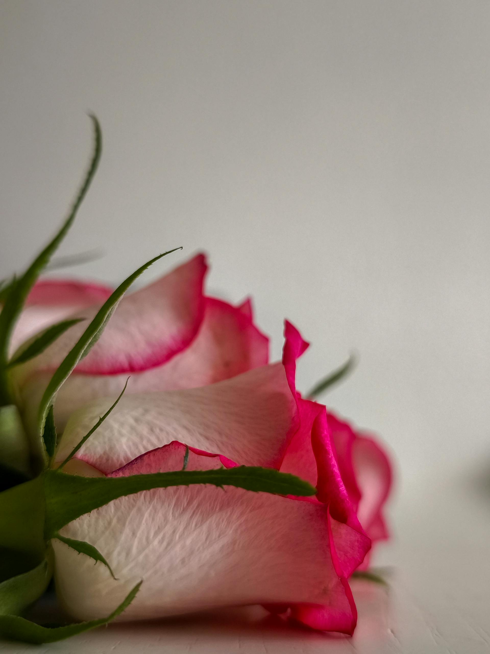 Close-up shot of a pink rose on a white surface | Source: Pexels