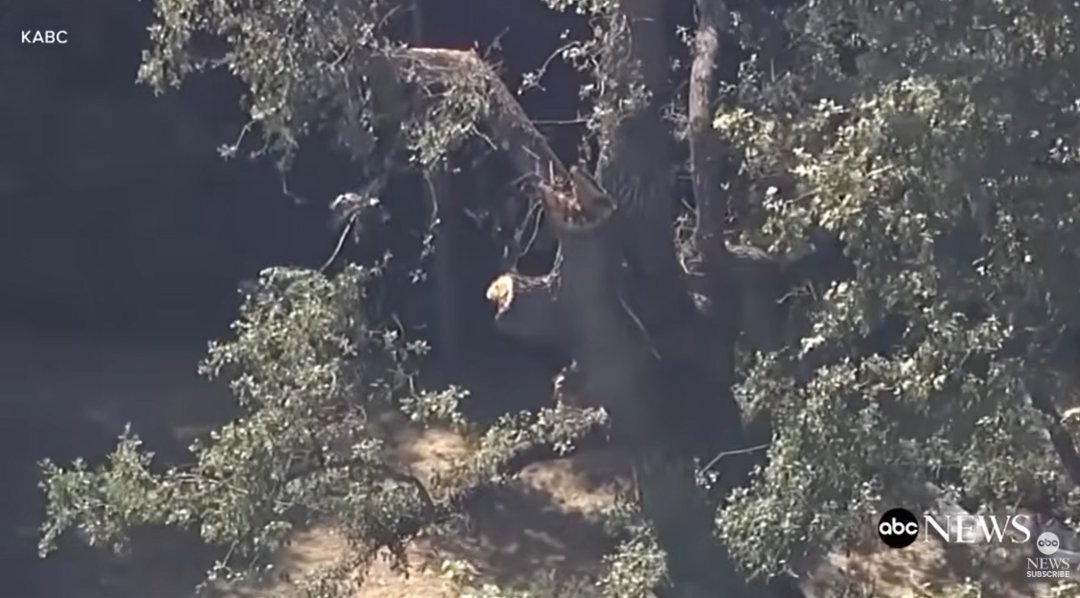 A broken tree limb is seen at King Gillette Ranch, where a branch later fell and fatally struck Lamar McGlothurn, as posted July 11, 2025 | Source: YouTube/ABC News