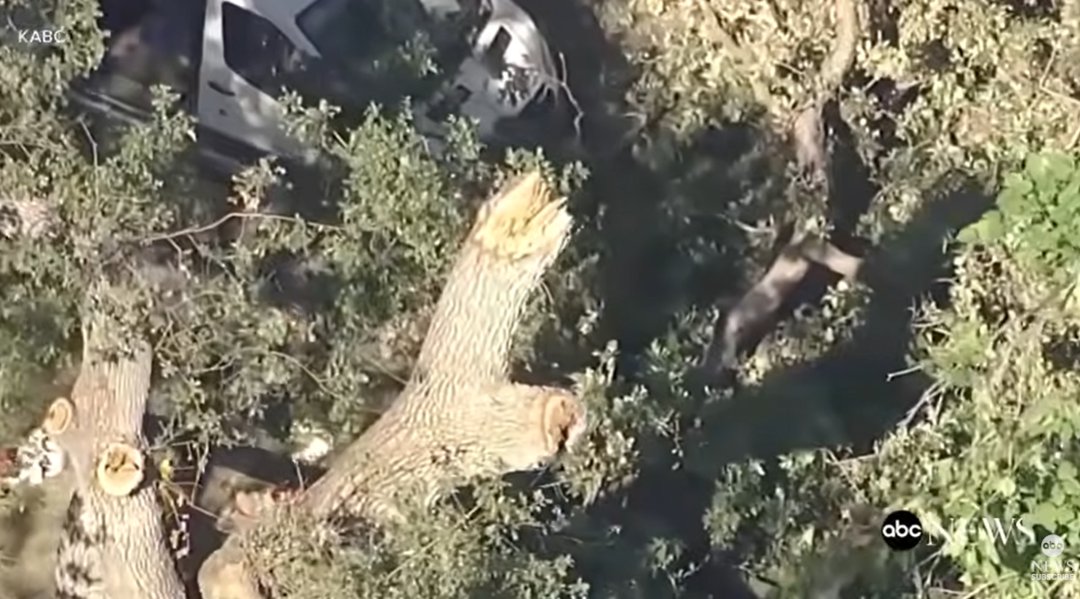 Aerial view shows where a large tree branch broke off and fell at the campgrounds, as posted July 11, 2025 | Source: YouTube/ABC News