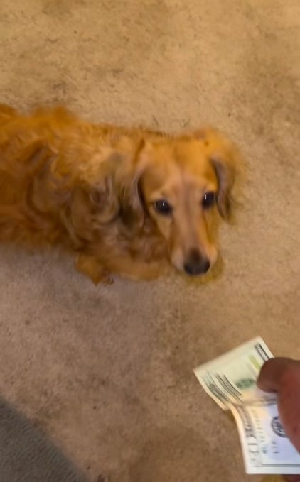 Marquay Collins playfully paying his dog Lana after she helped him. | Source: TikTok/@marquaythegoat