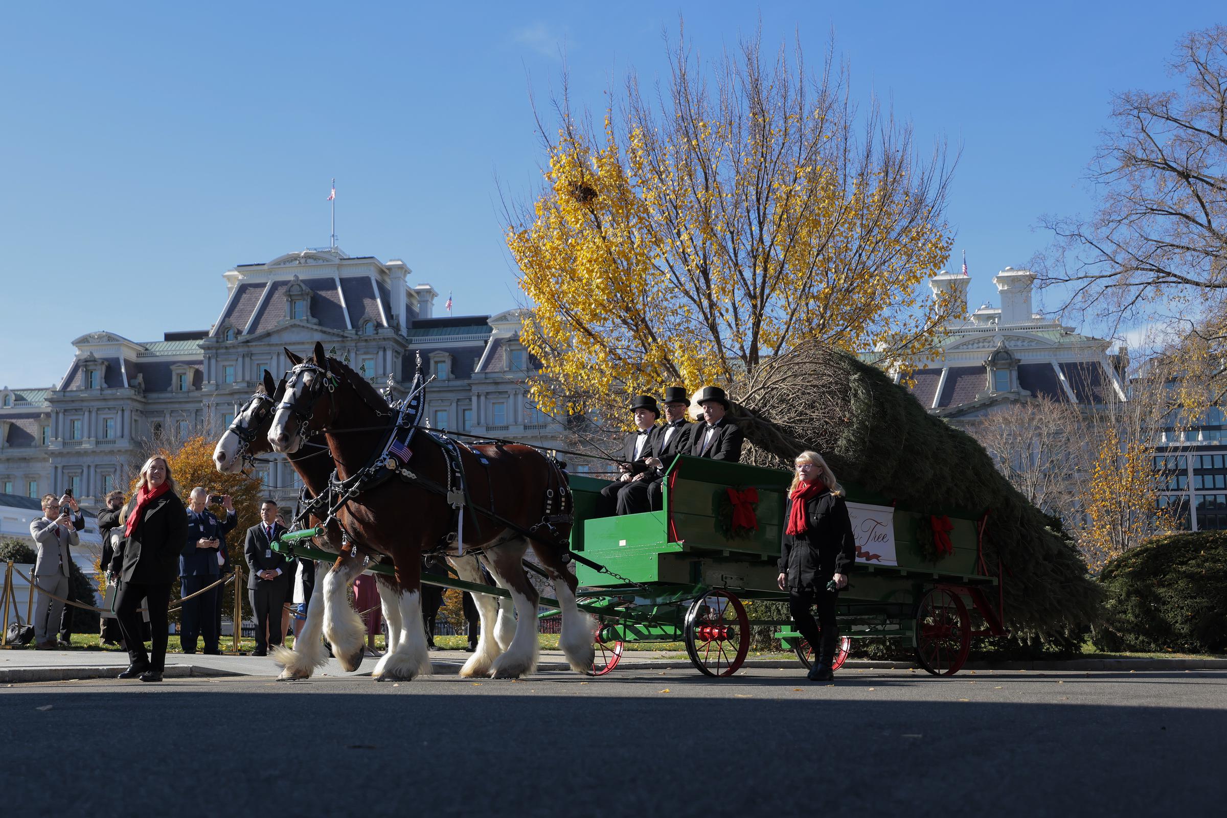 The official White House Christmas tree arrives outside the North Portico of the White House in Washington, D.C., on November 24, 2025. | Source: Getty Images