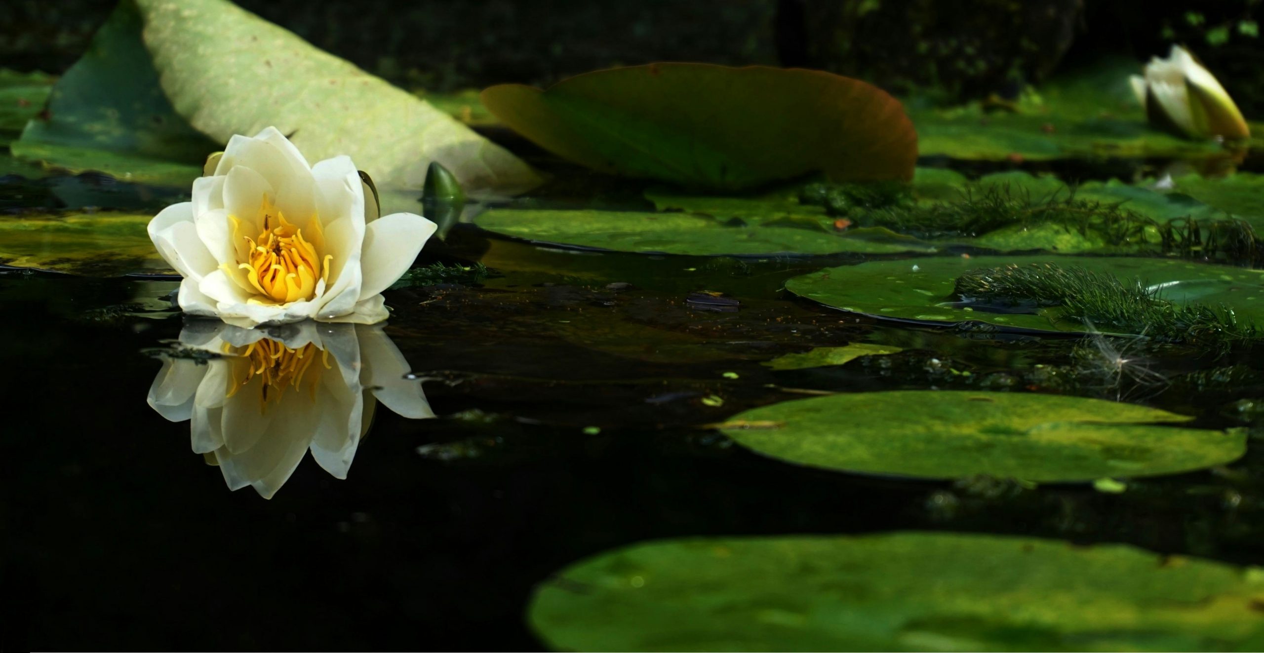 Flower on a pond | Source: Pexels