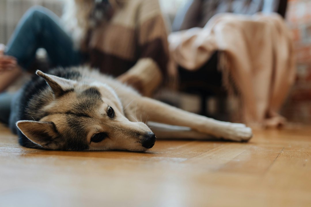 A dog lying on the floor | Source: Pexels