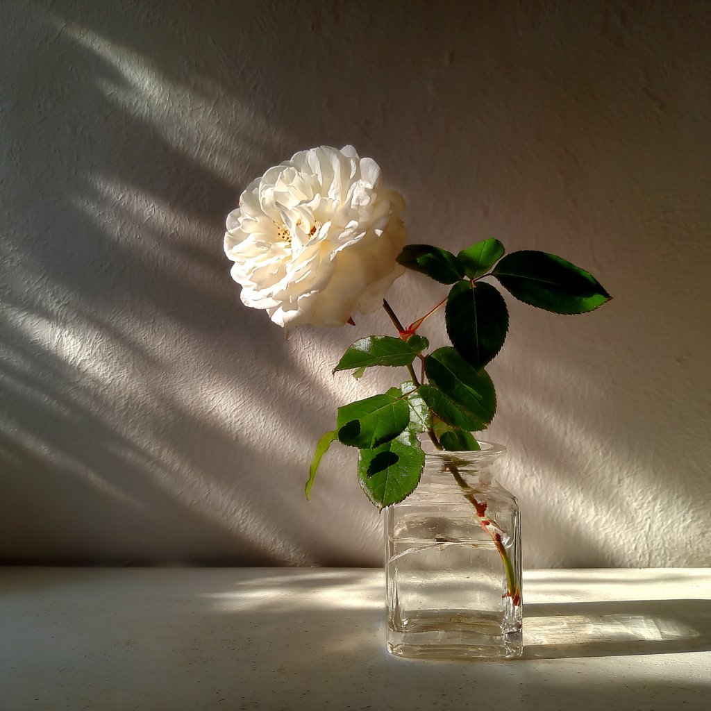 A white rose in a vase | Source: Midjourney