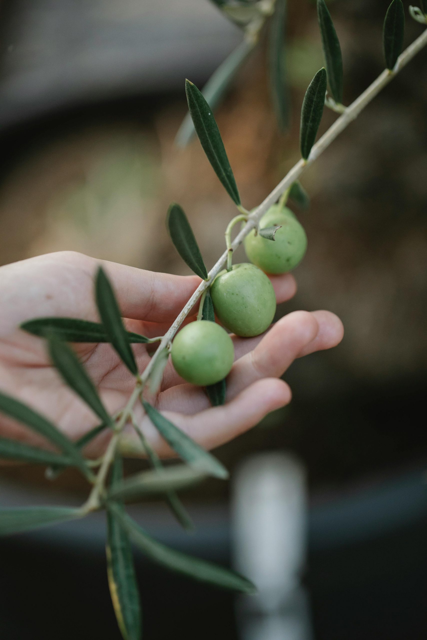 An olive branch | Source: Pexels