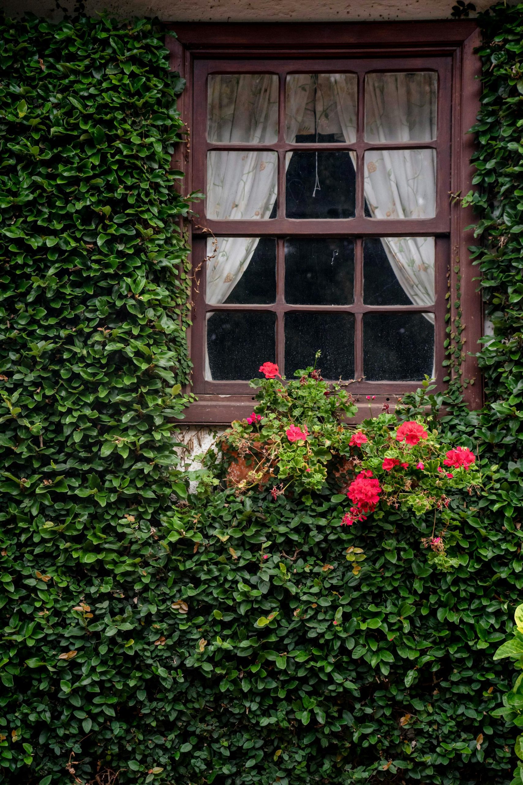 Plants around a window | Source: Pexels
