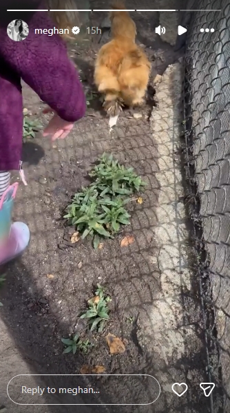 The determined little princess stretches her hand towards the bird as it begins to make its escape, her striped trousers and pink boots a flash of colour against the earthy ground of the enclosure. A patch of low green weeds fills the centre of the frame, with wire fencing visible along the right-hand edge &mdash; the chicken, it seems, had somewhere far more important to be. | Source: Instagram/meghan