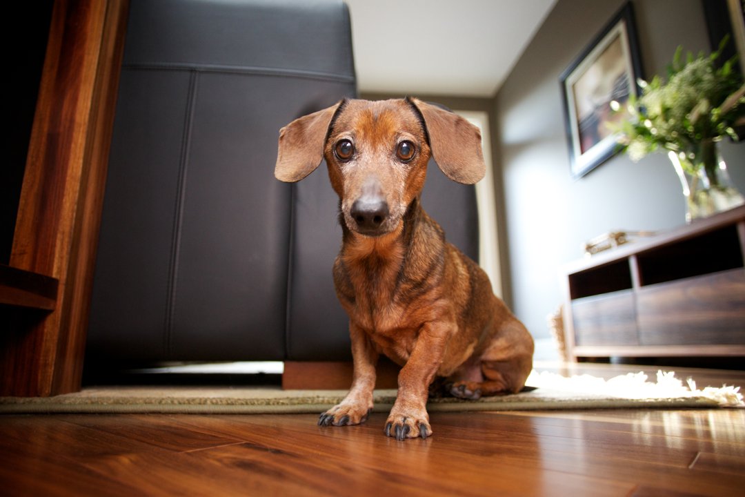 A Mini Dachshund | Source: Getty Images