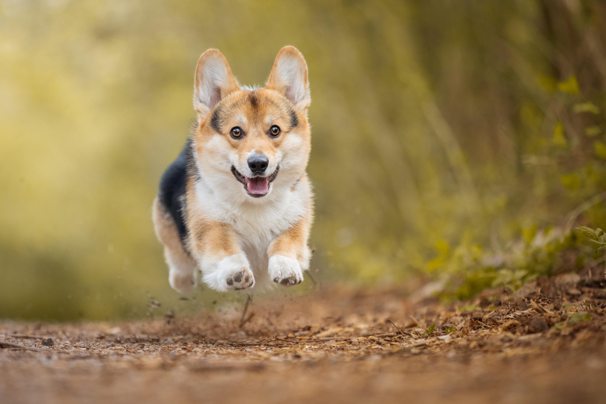 A Corgi | Source: Getty Images