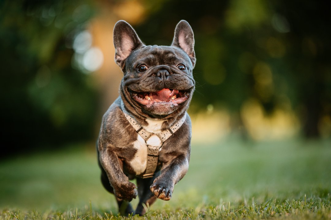 A French Bulldog | Source: Getty Images