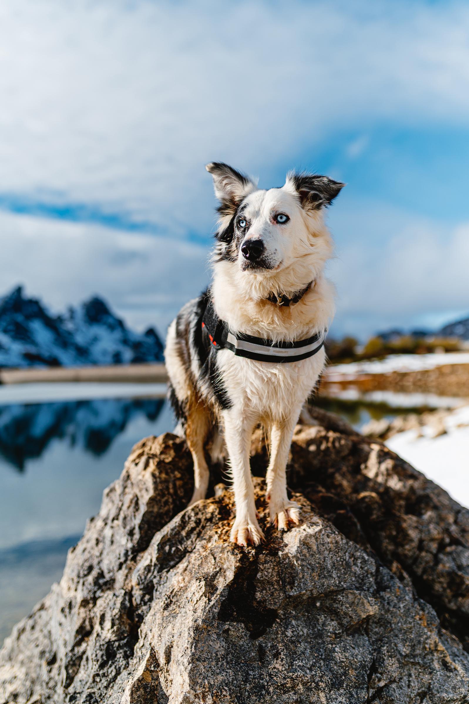 A Border Collie | Source: Getty Images
